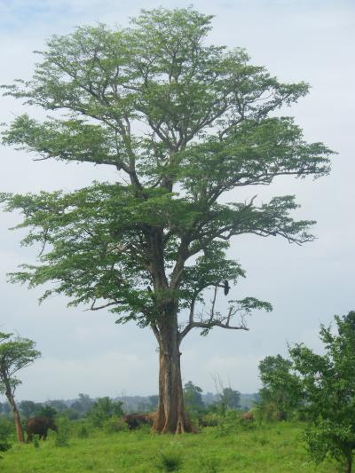 スリランカ　ウダワラウェ