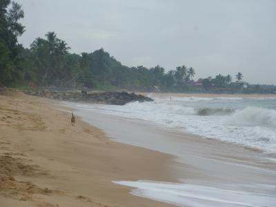 スリランカ　タンゴール