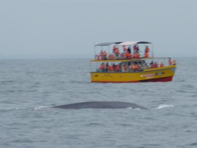 スリランカ　ミリッサ