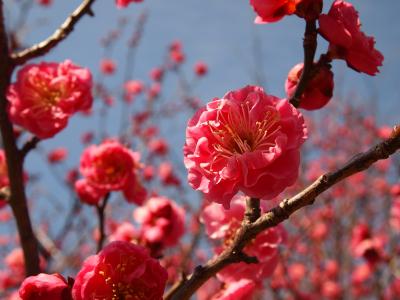 梅の甘～い香りに癒されたら、凍った「玉すだれの滝」を見に行こう！　in広島・呉市