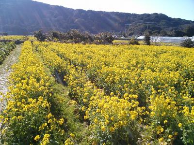 2013年2月　一足先に春を感じる ミステリーツアー