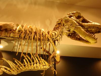 モンゴル恐竜化石展（大阪市立自然史博物館）