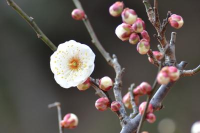 『梅見会』再度行きます♪須磨離宮公園