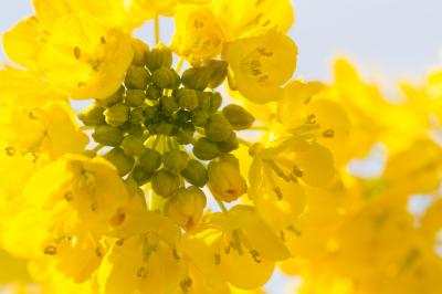 季節(とき)をかける旅・琵琶湖(菜花）☆第一なぎさ公園・みずの森・近江日野商人館・琵琶湖の夕日