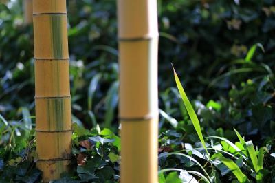 竹撮り