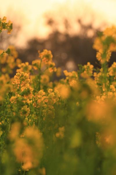 愛知　渥美半島の菜の花と豊川稲荷