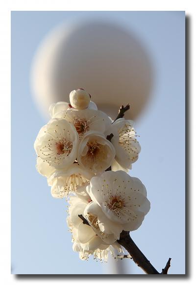 Solitary Journey ［1159］ 春はすぐそこ。わが町（の隣）の公園で梅の花が咲きました。\(＾0＾)／ﾊﾞﾝｻﾞｰｲ ＜平成ケ浜中央公園＞広島県坂町