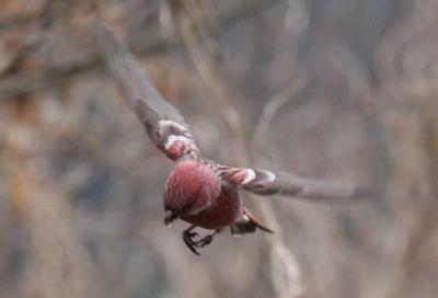 和泉葛城山の紅葉と野鳥を求めて