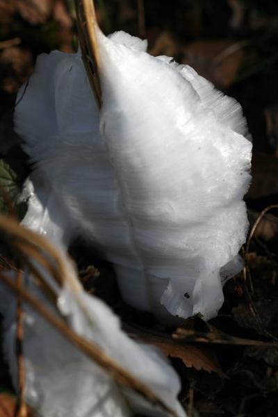 小さな旅●新城市五葉湖　冬の風物詩・シモバシラの氷華は自然からの贈り物