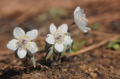 やっと咲いた早春の花に誘われて2013年初の昭和記念公園へ～スノードロップ・フクジュソウ・ソシンロウバイ、そしてセツブンソウ