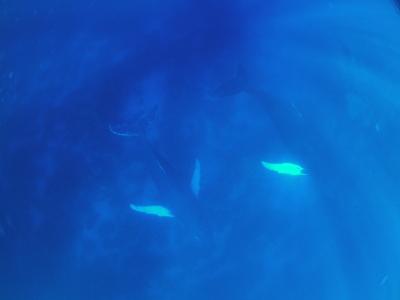 クジラにあいたくて-ドミニカ共和国シルバーバンク　　
