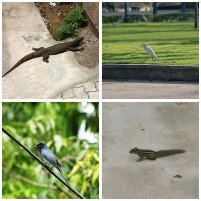 スリランカの自然を楽しむ ( Enjoying Natural Pleasures in Sri Lanka )