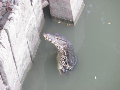 香港経由でバンコクへ行ってきました～☆　不完全燃焼の旅　バンコク編