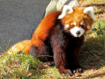 冬のレッサーパンダ紀行【８】 大崎公園子供動物園　キキ君待望のお友達！？秋吉台サファリからミクちゃん来園！！