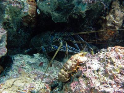 はじめての沖縄（２）　中部：念願の美ら海水族館に行けたぞ～!!