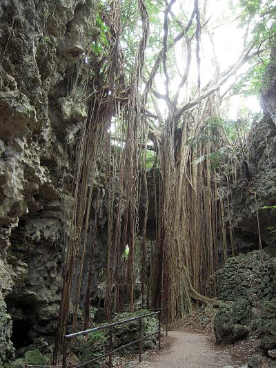 はじめての沖縄　（３） 南部：ガンガラーの谷は神秘の森