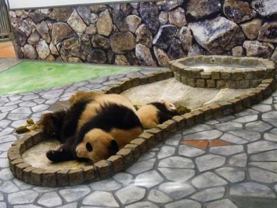 2012.12南紀白浜、赤ちゃんパンダに癒される温泉グルメの旅（その1）