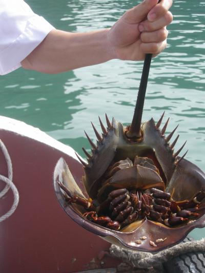 世界遺産・ハロン湾（ﾍﾞﾄﾅﾑ2都市とｱﾝｺｰﾙﾜｯﾄ9日の旅 12-1）