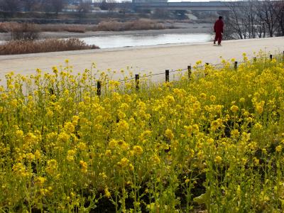 見ごろを迎えた武庫川河川敷の菜の花