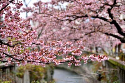 あたみ桜とメジロ （2013 冬）