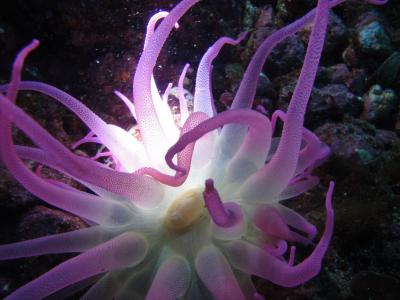 伊豆半島ダイビング（八幡野）　バルスイバラモエビ見れました