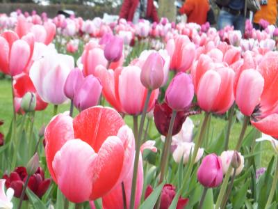 オランダ・ベルギー花の旅　～キューケンホフ公園～