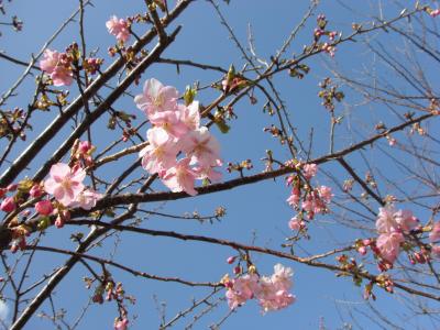 伊豆踊り子号で、早春を探しに☆