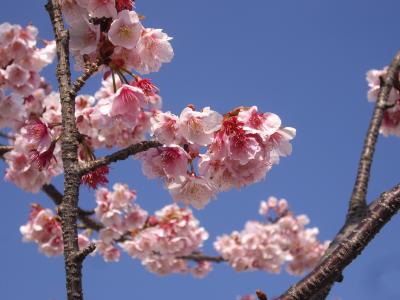 熱海梅園と熱海桜