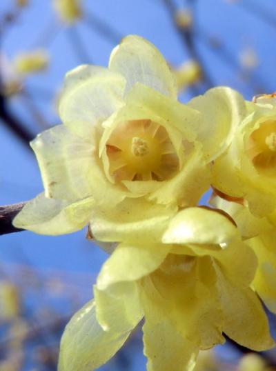 早春の一日、蝋梅の花を求めて宝登山プチ・ハイキング♪