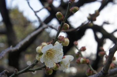 咲き始め2013皇居東御苑の梅と、丸ビル