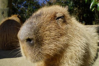 ねんがんの カピバラにあえたぞ！