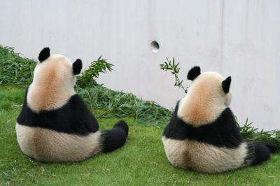 アドベンチャーワールドでパンダバックヤードツアーに参加