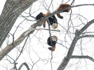 【４】　第６４回さっぽろ雪まつり＆円山動物園へ～円山動物園をブラブラ～