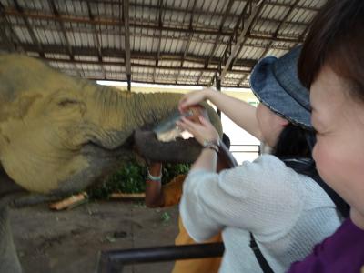 私の大好きな国ナンバーワンに輝いたスリランカ②象さん大好き、みーんな笑顔