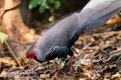 タイ、西南西（ケーン・クラチャン）他で探鳥 no3