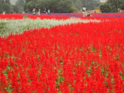 長崎・大分　一人旅　その3　くじゅう