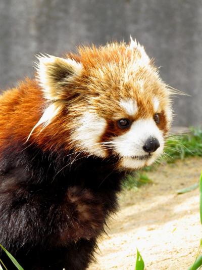 雪のレッサーパンダ紀行【６】 西山動物園　久々のお嫁入り！！姫センからキラリちゃん来園＆ヤンヤン君と同居開始！！ 初めまして、チャタ君！！　