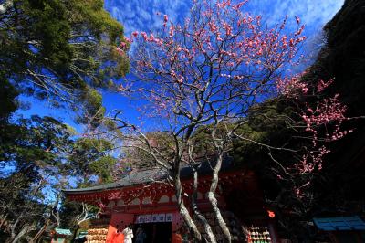 撮影・ウォーキング「鎌倉・梅の一番咲き」