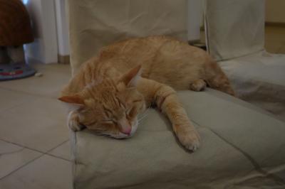 猫カフェ(Cafe NEKO)のためだけにウィーンに寄ってみた!(プラハからブラチスラバへ向かう途中)