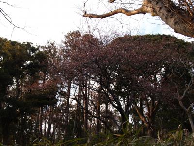 鎌倉葛原岡神社の早咲き桜－2013年早春