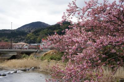 嵯峨沢館に宿泊し、三分咲きの河津桜を鑑賞