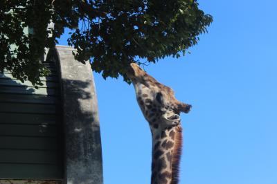 熊本動物園に行きました♪