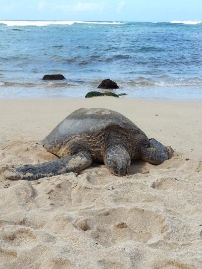 ハワイアン航空ビジネスクラスでいく、ホノルルの旅part2