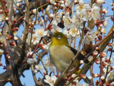 早咲きの梅、野鳥