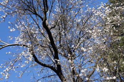 一足早い「お花見」にスペインはセビージャへ