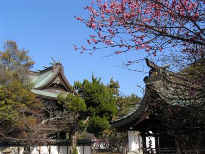 今が見ごろのふたみ梅林（明石市・御厨神社）