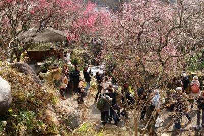 カメラと散歩　熱海梅園　起雲閣　あたみ桜