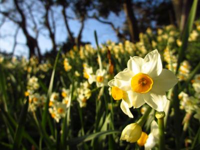 子どもと一緒に走る、可憐な水仙の花咲く越前海岸