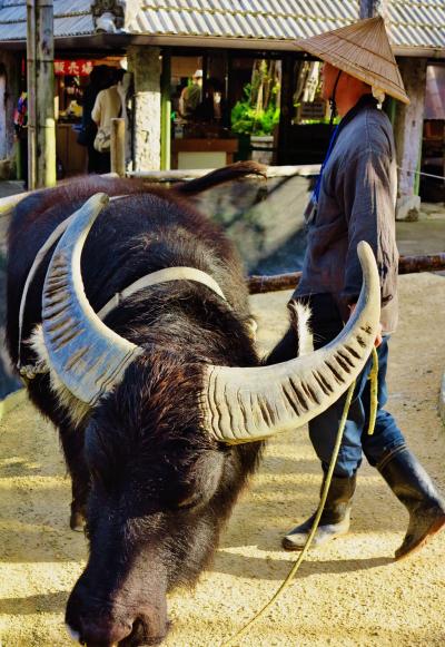 沖縄24　琉球村　有形文化財の家屋群　☆水牛を使う製糖場も