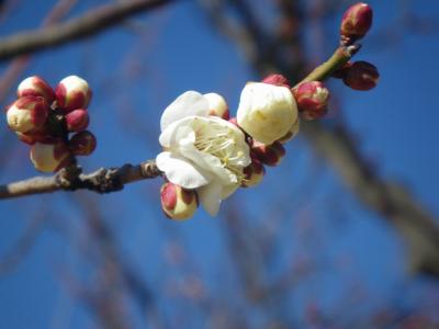 春を告げる少量/超多品種な梅林（フラワーガーデンと諏訪の原公園）